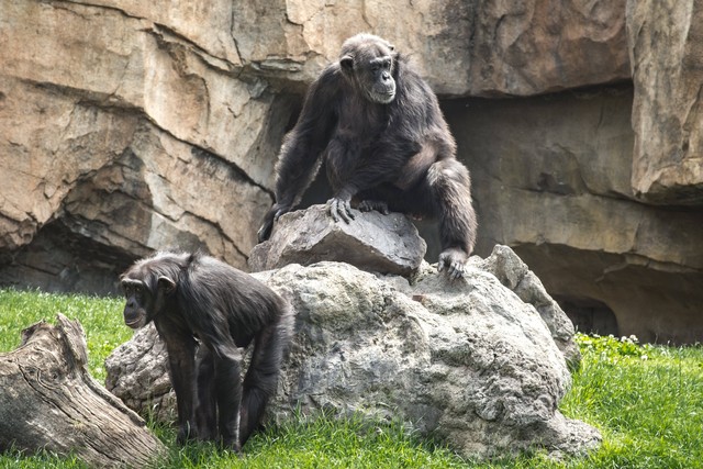 Ilustrasi simpanse yang merupakan hewan paling pintar di dunia. Foto: Pexels