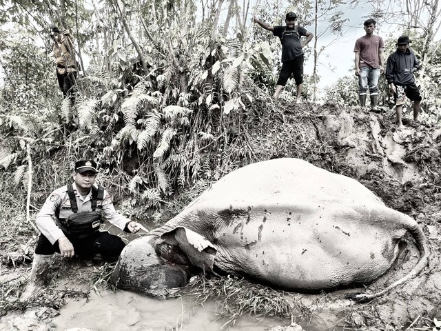 Polisi menunjukkan bangkai gajah jinak Lilik di Aceh Timur, Ahad (25/12). Foto: Polres Aceh Timur