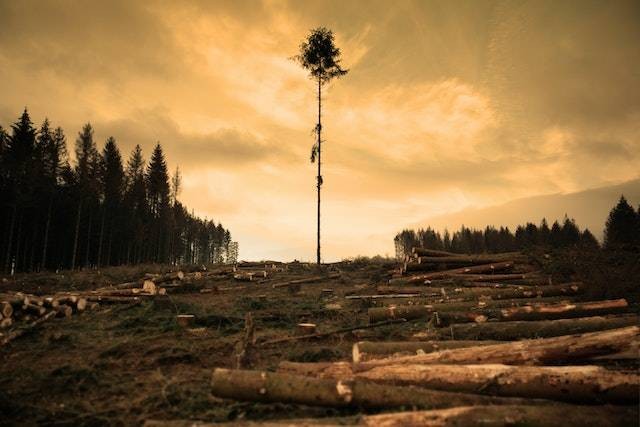 Kerusakan hutan; dokumentasi pixels.com