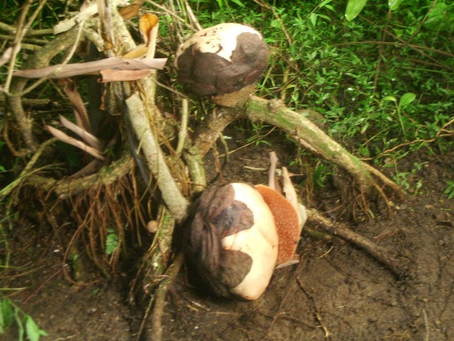 Rafflesia yang tumbuh melekat pada akar dan batang inang. Foto Dokumentasi : Melani Kurnia Riswati.