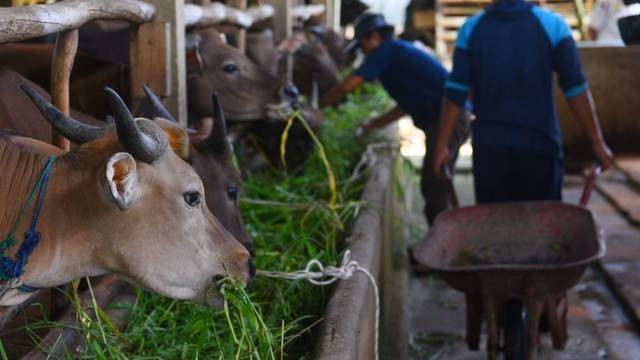 Peternakan sapi di Palembang. (Ary Priyanto/Urban Id)