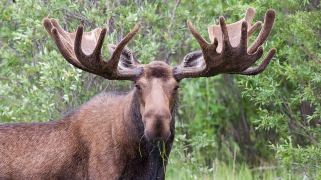 Ilustrasi moose atau rusa besar. Foto: Jukka Jantunen/Shutterstock