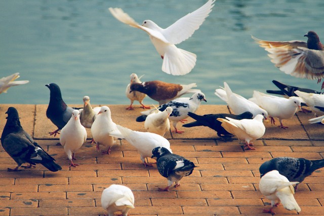 Ilustrasi Puisi tentang Burung Merpati. Foto: Unsplash/Sophie Dale.