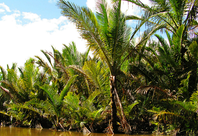 Gambar Foto: Pohon sagu (Metroxylon sagu Rottb.; Arecaceae).(Foto: Sumber dok. Munasain BRIN / koleksi Peneliti BRIN/dok.Pribadi)