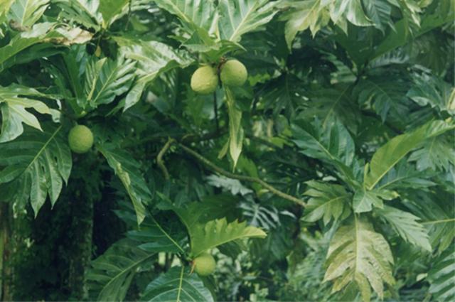 Gambar foto:  Pohon sukun di Kebun Raya Bogor (Sumber foto. dok. Tatang Rohana Prahum BRIN/Koleksi pribadi).