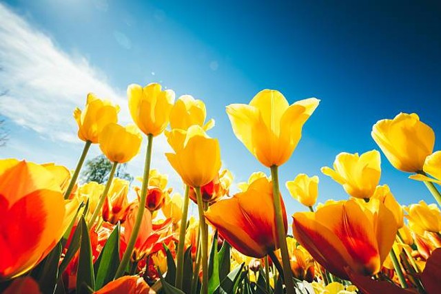 Puisi Bunga Tulip yang Penuh Makna | Foto: Unsplash.