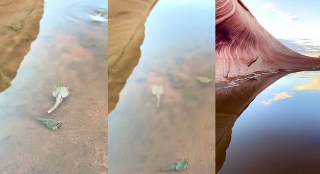 Penampakan tadpole shrimp di The Wave, Arizona, AS. Foto: Instagram/adarleibovitch