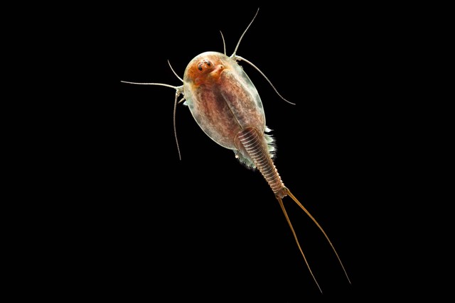 Ilustrasi Triops atau tadpole shrimp. Foto: Dirk Ercken/Shutterstock