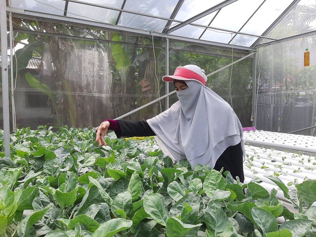 Dyah Indra Oktavianti selaku Ketua Kelompok Wanita Tani Dorong Cinta saat melihat green house di kampungnya. Foto-foto: Amanah Nur Asiah/Basra
