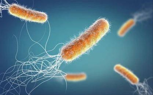 Peran Pseudomonas Putida Dalam Menjaga Lingkungan Kumparan Com