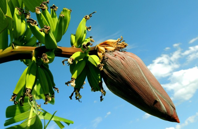 Jantung pisang adalah salah satu bagian dari pohon pisang yang bisa dimakan. Foto: Pexels.com 