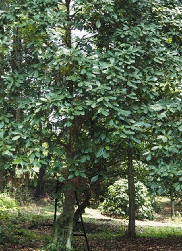 Gambar foto: Pohon Jenis Baccaurea di Kebun Raya Bogor. (Sumber dok. Foto: Tatang Rohana Prahum BRIN/Koleksi pribadi).