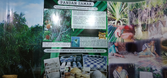 Gambar foto: Vitrin koleksi pandan samak (Pandanus tectorius) di Museum Nasional Sejarah Alam Indonesia BRIN. (Sumber dok. Munasain BRIN / koleksi Peneliti BRIN.