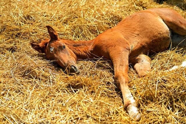 Ilustrasi bayi kuda lahir. Foto: Shutterstock