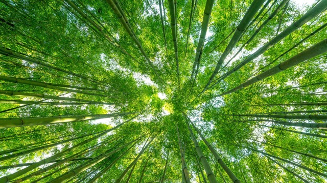 Hutan Bambu Keputih Surabaya. Foto: Yarygin/Shutterstock