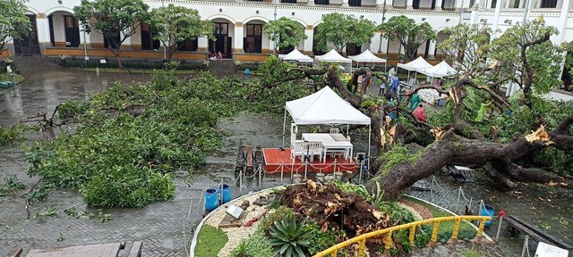 Pohon Mangga Talijowo Berusia Ratusan Tahun di Lawang Sewu Tumbang. Foto: Dok. Istimewa