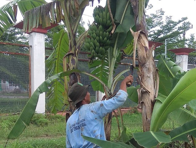 Warga Binaan Lapas Terbuka Kendal sat merawat tanaman pisang - Foto Lapas Terbuka Kendal