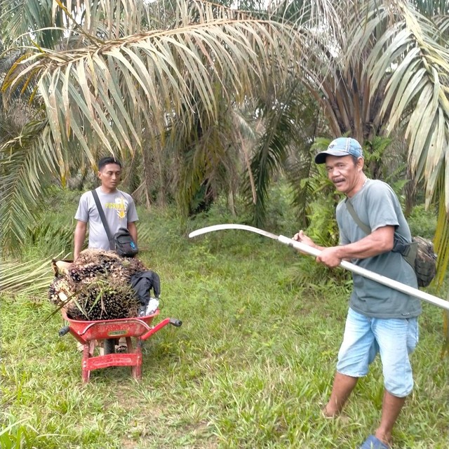 Aktivitas di lahan seluas 770 hektar yang diperoleh SAD 113. (Foto: Istimewa)