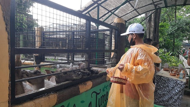Pengunjung memberi makan rusa yang ada di Kebun Binatang Surabaya. Foto-foto: Amanah Nur Asiah/Basra