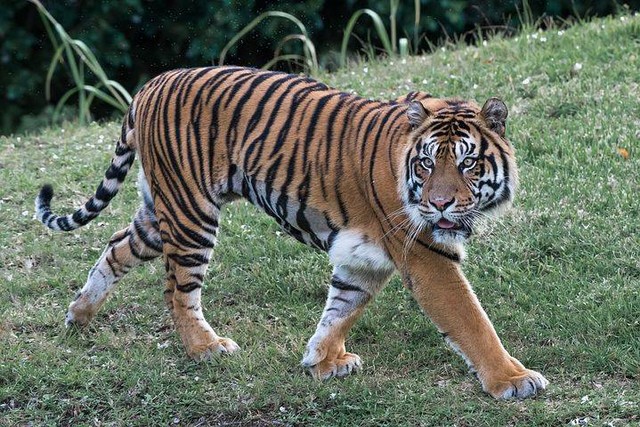 Ilustrasi harimau. Foto: Pixabay