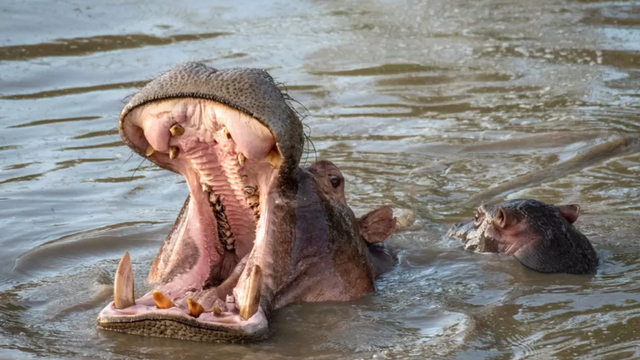 Pemburu Liar Kini Incar Gigi Raksasa Kuda Nil untuk Gantikan Gading Gajah