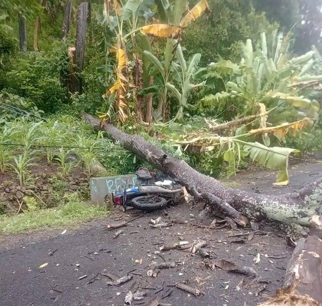 Keterangan foto:Sepeda motor milik salah satu petugas PLN di Lembata rusak terkena pohon tumbang.