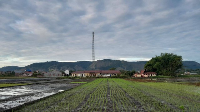 Ilustrasi sawah yang baru ditanami. Foto: Widi RH Pradana