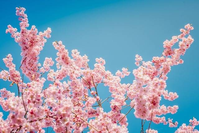 Foto : Pixabay/ingaklas, Gambar Hanya Ilustrasi Taman Bunga Sakura di Tokyo