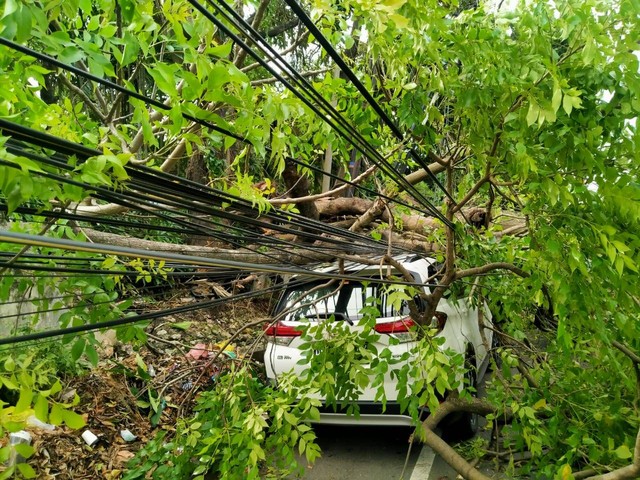 Foto Angin Kencang Pohon Bertumbangan Di Denpasar