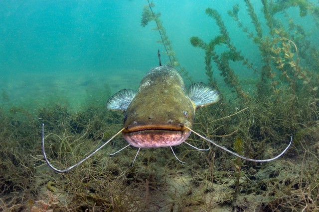 Ilustrasi Pantun Ikan Lele. Foto: Unsplash/Milos Prelevic.