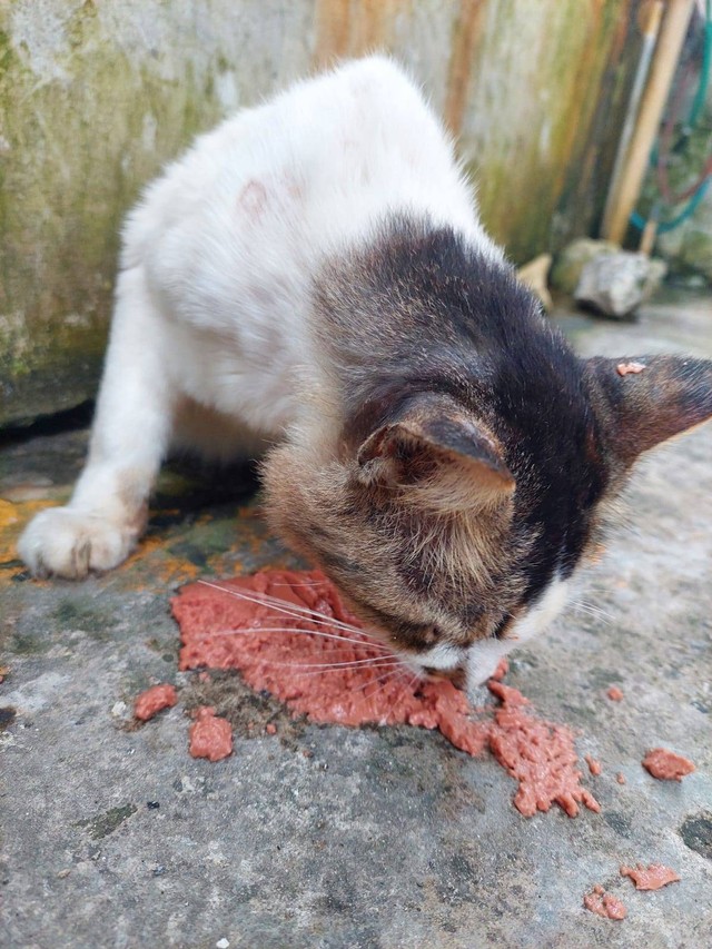Kucing liar yang sedang makan di jalanan (Dokumen Pribadi)