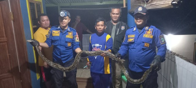 Petugas Damkar Kabupaten Kuningan, Jawa Barat, melakukan evakuasi terhadap satwa liar yang memasuki permukiman warga. Bahkan satwa liar berupa ular sanca sepanjang 2,5 meter telah memangsa ternak milik warga. Foto: Andri Yanto