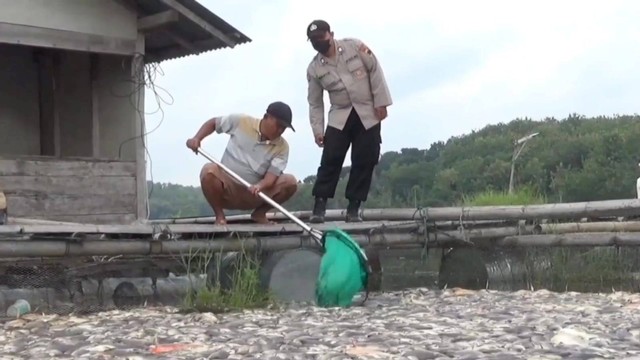 Sebanyak 200 ton ikan di Waduk Kedung Ombo, Boyolali, mati akibat cuaca ekstrem. FOTO: Agung Santoso