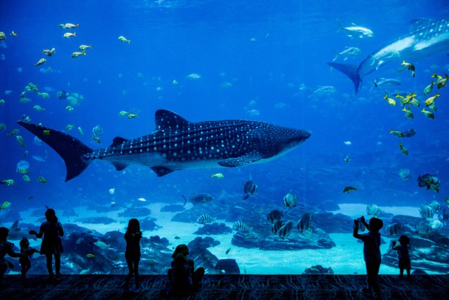 Harga tiket Jakarta Aquarium Safari Terbaru 2023. Foto: Unsplash/Pengxiao Xu.