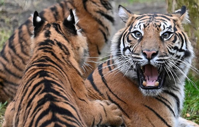 Seekor harimau Sumatera. Foto: Toby Melville/REUTERS