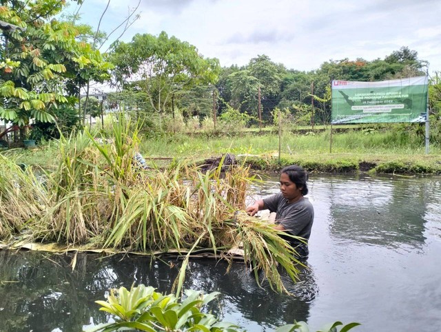 Prototipe sistem tanam padi apung yang dikembangkan UMY di lahan gambut. Foto: Erfanto/Tugu Jogja