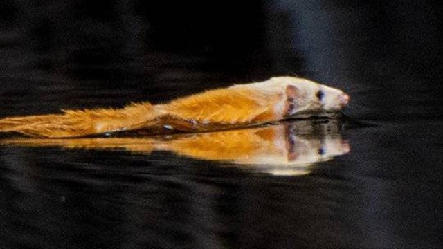 Musang kepala putih (Mustela nudipes) tertangkap kamera di sungai Taman Nasional Sebangau, Kalimantan Tengah. Foto: Teguh WIlly N/Taman Nasional Sebangau via Instagram @btn_sebangau