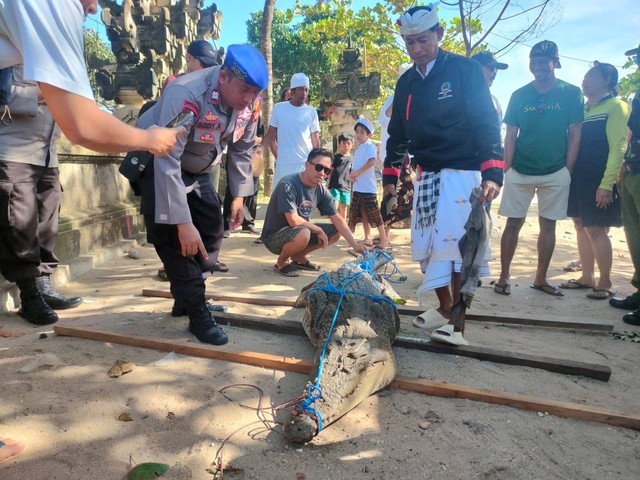 Buaya yang ditangkap di Pantai Legian, Bali - IST