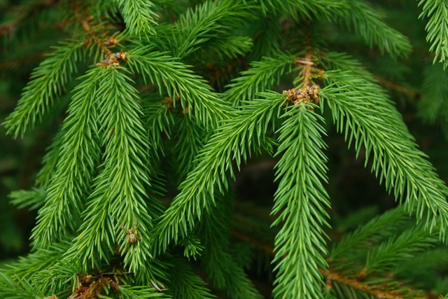 Ilustrasi daun pohon Natal. Foto: OLESYA BOLTENKOVA/Shutterstock