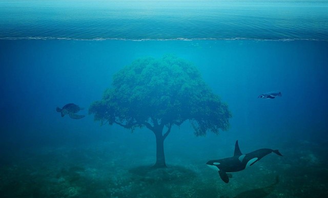 https://pixabay.com/id/photos/laut-pohon-fantasi-orca-1752432/