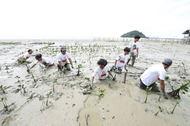 Relawan Orang Muda Ganjar (OMG) saat menanam 500 bibit mangrove di Jalan Ahmad Yani, Desa Pasir, Mempawah Hilir, Kabupaten Mempawah, Kalimantan Barat. Foto: Dok. Istimewa