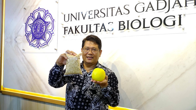 Dekan Fakultas Biologi UGM Prof Budi Setiadi Daryono menunjukkan melon seukuran apel karyanya yang diberi nama Hikadi Apel, Senin (9/1/2023). Foto: Arfiansyah Panji Purnandaru/kumparan