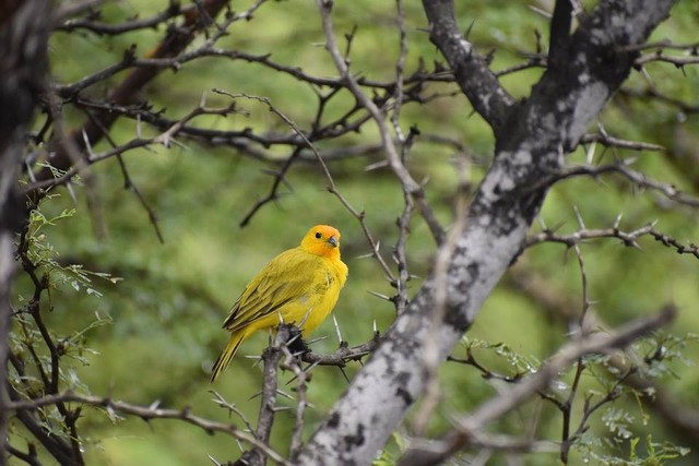 Ilustrasi Apa Penyebab Terbentuknya Variasi Paruh Burung Finch. (Foto: MAvellaneda by https://pixabay.com/id/)