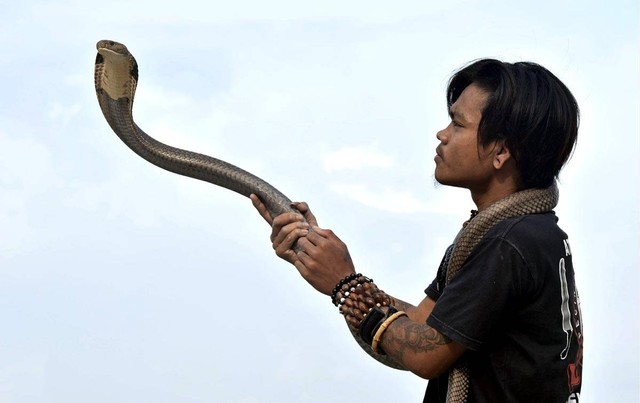 Ilustrasi atraksi ular kobra. Foto: Antara Foto/Candra Yanuarsyah