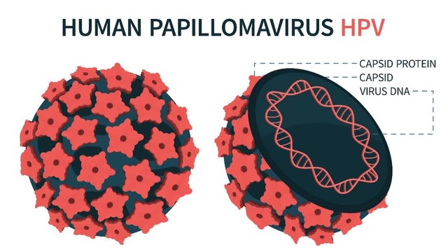 Ilustrasi virus HPV. Foto: kanvictory/Shutterstock