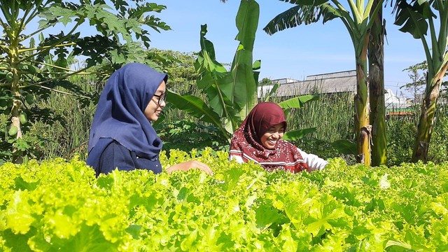 Fitriya Aprelianti (kerudung merah) saat melihat tanaman hidroponik miliknya. Foto-foto: Amanah Nur Asiah/Basra