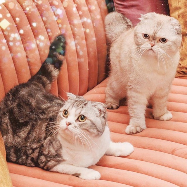 Taylor Swift dan tiga kucingnya: Meredith Grey, Olivia Benson, dan Benjamin Button. Foto: Instagram/@taylorswift