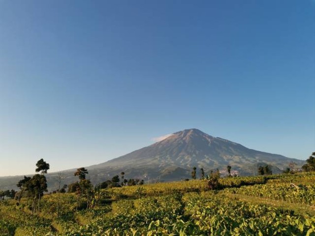 Temanggung Surga Tembakau Di Antara Gunung Sumbing Dan Sindoro