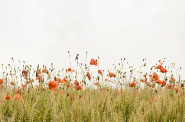  Puisi singkat tentang Lingkungan sebagai Referensi, Foto Unsplash/Henry Be