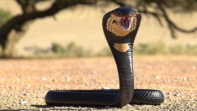 Ilustrasi King Cobra. Foto: Roberto 33/Shutterstock